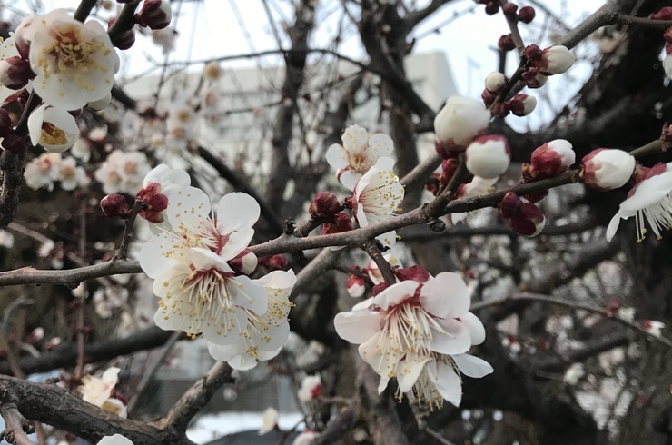 大工町の早咲き梅